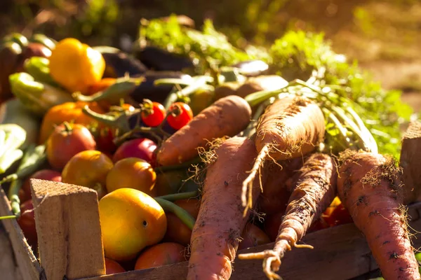 家庭花园里的有机蔬菜 胡萝卜 西红柿 西葫芦和茄子 在青菜间的木箱里 生鲜健康食品的概念 — 图库照片