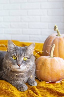 Gri kedi sarı gözlü bir ekose oda parlak iç sonbahar kabaklar yanında oturur. Sonbahar ev concept