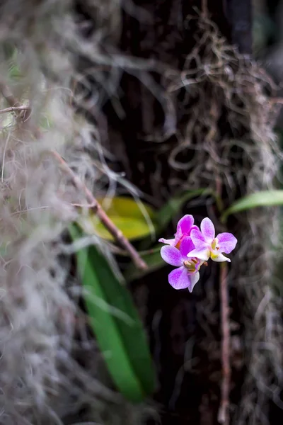 Flor Orquídea Rosa Delicada Entre Vegetação Verde Escura Estufa Fundo — Fotografia de Stock