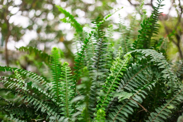 Groene Verse Lente Fern Fronds Achtergrond Wallpaper — Stockfoto