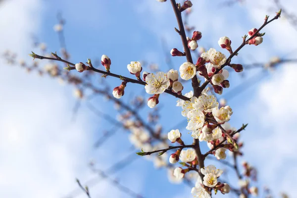 Florescimento sazonal de primavera de árvore conceito - planta natural backg — Fotografia de Stock