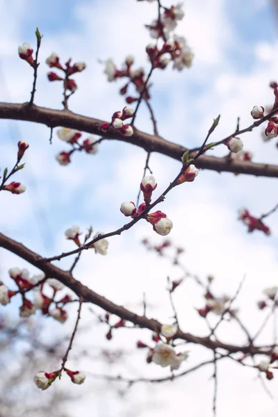 Florescimento sazonal de primavera de árvore conceito - planta natural backg — Fotografia de Stock