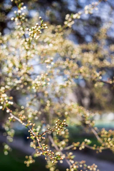 Florescimento sazonal de primavera de árvore conceito - planta natural backg — Fotografia de Stock