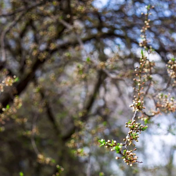 나무 개념의 봄 계절 꽃 - 자연 식물 백업 — 스톡 사진