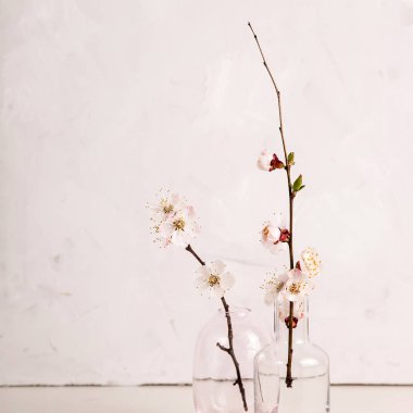 Beyaz çiçekler ile Bahar nötr ışık minimalist arka plan 