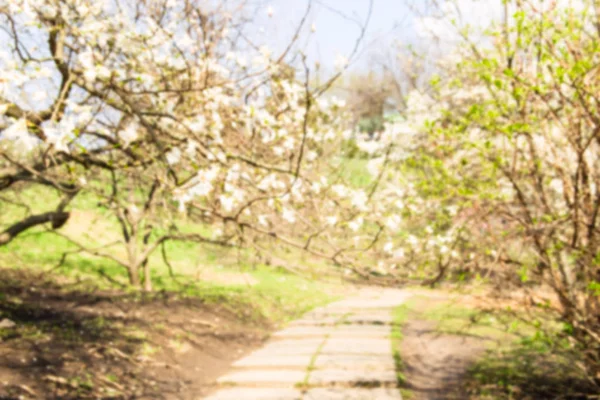 Sfondo sfocato di alberi con fiori e un sentiero nel middl — Foto Stock