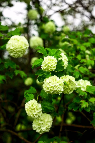 暗い色と gre の花と天然植物の背景 — ストック写真