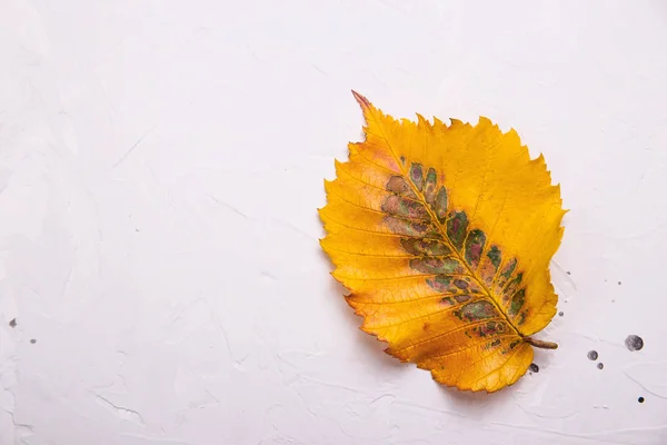 회색 배경에 노란 낙엽의 가을 개념 — 스톡 사진