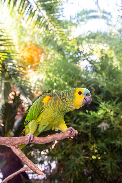 Bellissimo pappagallo amazzone verde tra rami verdi di palme — Foto Stock