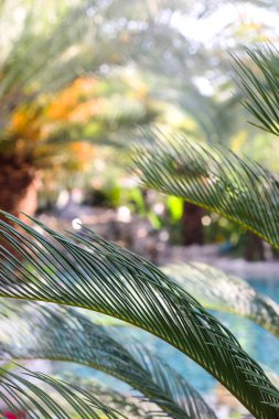 Yemyeşil dalları ile doğal yaz arka plan. Kopyalama alanı