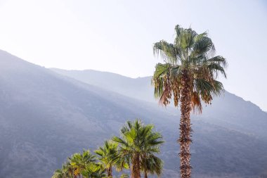 Mavi yüksek dağlar ve palmiye ağacı ile doğal yaz arka plan