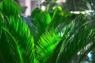 Yemyeşil dalları ile doğal yaz arka plan. Kopyalama alanı