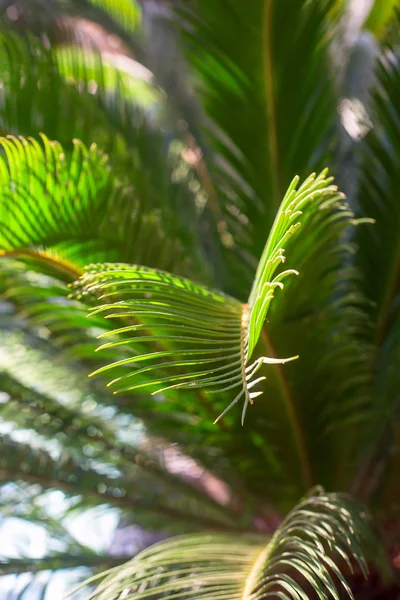 Naturlig sommar bakgrund med frodiga gröna grenar. Kopiera utrymme — Stockfoto