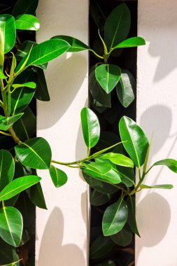 Yemyeşil dalları ile doğal yaz arka plan. Kopyalama alanı