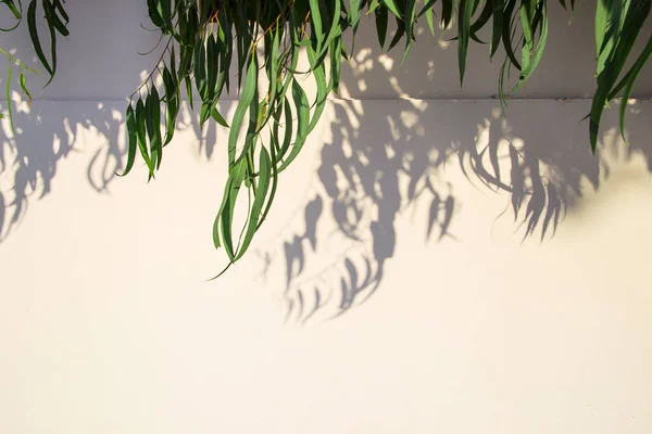 Białe tło z zielonymi liśćmi i cieniem — Zdjęcie stockowe