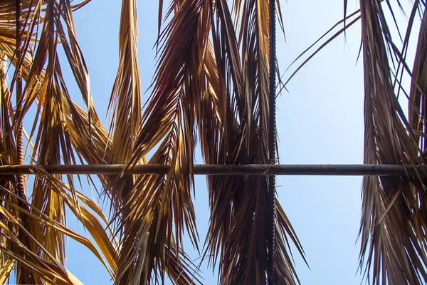 Natürlicher Sommerhintergrund von Palmenzweigen als Baldachin gegen t — Stockfoto