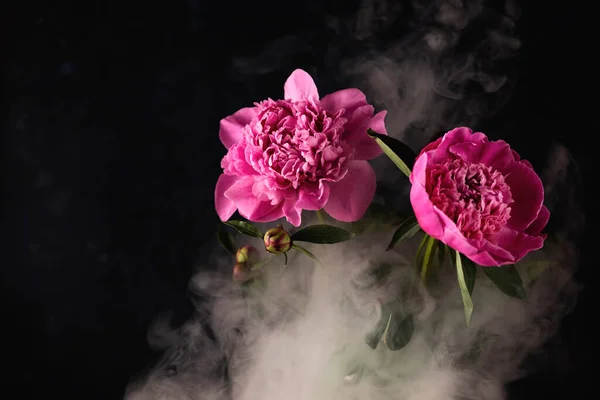 Stock image Bright pink peonies in a dark style with smoke around.