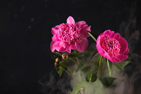 Peônias rosa brilhante em um estilo escuro com fumaça ao redor . — Fotografia de Stock