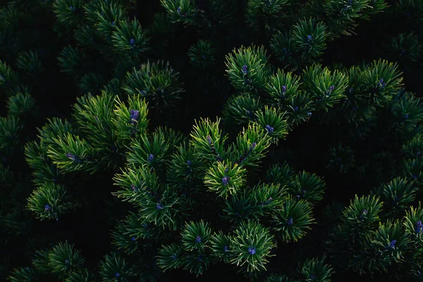 Jonge groene naalden op een groenblijvende plant in het donker. — Stockfoto