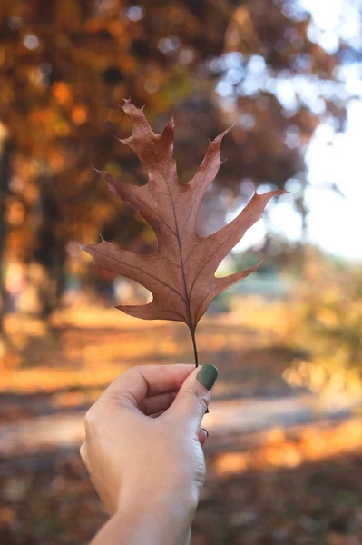 天然质感秋叶流行,淡淡的手.背景或季节性墙纸. — 图库照片