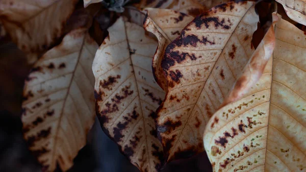 Natuurlijke textuur herfst bladeren. Achtergrond of seizoensgebonden behang. — Stockfoto