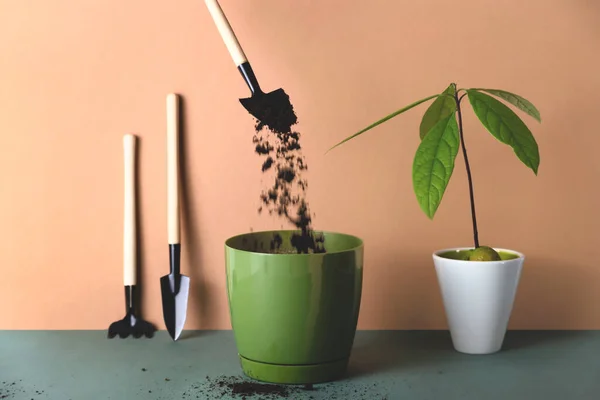 Le piante d'appartamento in vaso sono un hobby moderno per una vita lenta — Foto Stock
