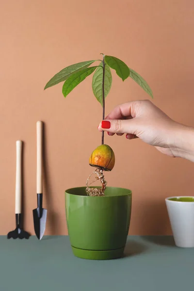 Le piante d'appartamento in vaso sono un hobby moderno per una vita lenta — Foto Stock