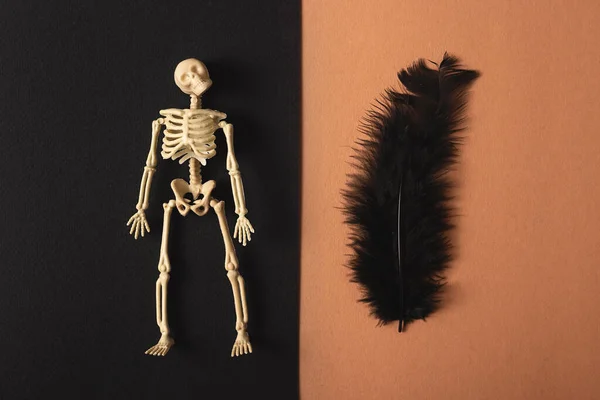Esqueleto e Pena Negra Halloween Decor em um fundo combinado — Fotografia de Stock