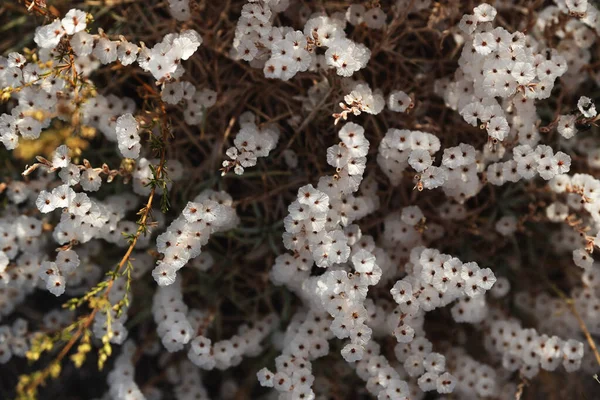 Background from small field mountain white flowers — Stock Photo, Image