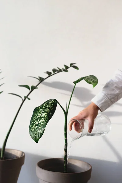 Home piante verdi in vaso in una luminosa stanza minimalista — Foto Stock