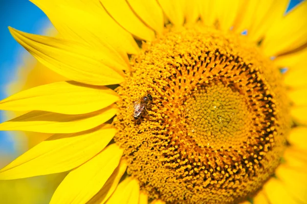 bright sunflower flower with a bee collecting pollen