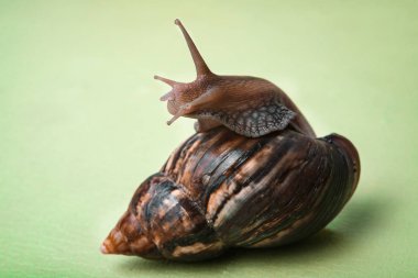 Achatina salyangoz yakın çekim yeşil bir arka plan üzerinde onun kabuğundan arıyorsunuz