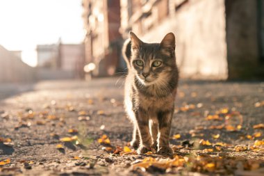 sarı yaprakları ile kaldırımda gri evsiz kedi gider