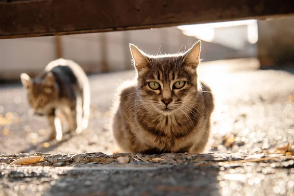 striped gray stray cat looking into the camera on the street