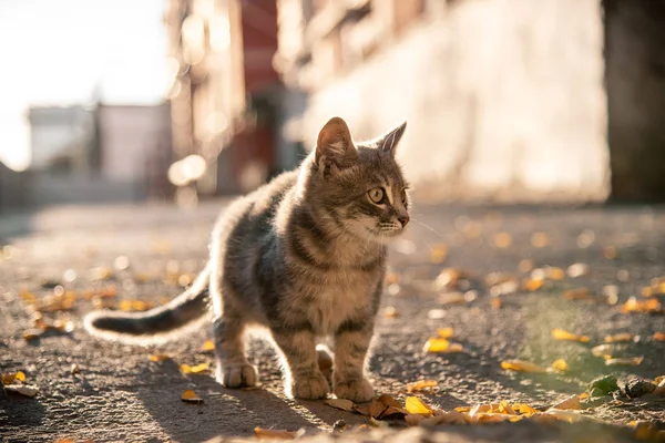 Gato callejero gris mirando la calle a la luz del sol — Foto de Stock