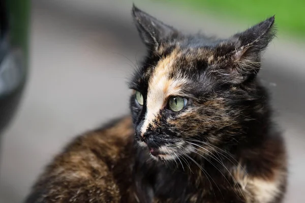 Портрет Черной Бездомной Кошки Облизывающейся Городском Парке Красивая Милая Черная — стоковое фото