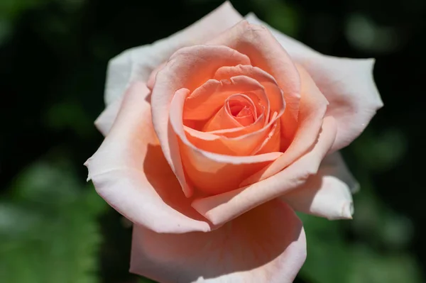 Nahaufnahme Einer Zarten Und Zerbrechlichen Rosa Rose Auf Einem Unscharfen — Stockfoto