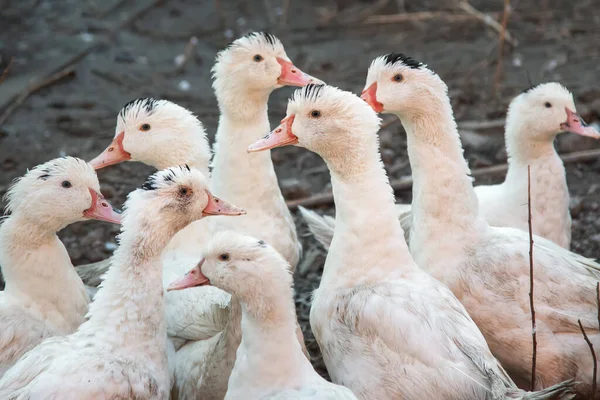 Sucios Patos Domésticos Blancos Conocieron Una Bandada Una Granja Animales —  Fotos de Stock