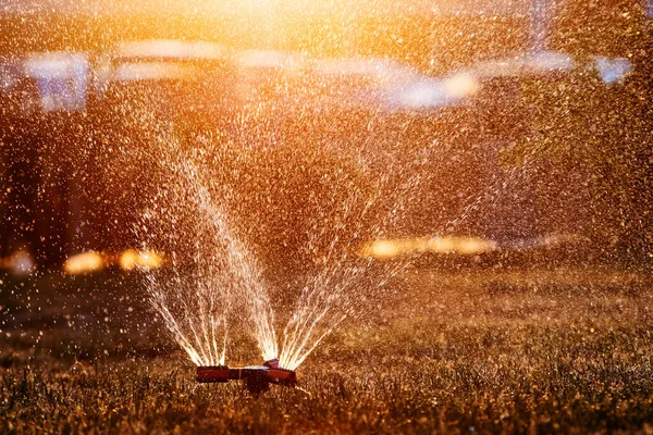 Lawn sprinkler spraying water over fresh lawn grass in a garden or backyard in the setting sun. Automatic irrigation equipment, lawn care, gardening and tools