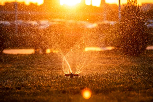 Rega Automática Gramados Flores Pulverizar Água Luz Pôr Sol Cuidado — Fotografia de Stock