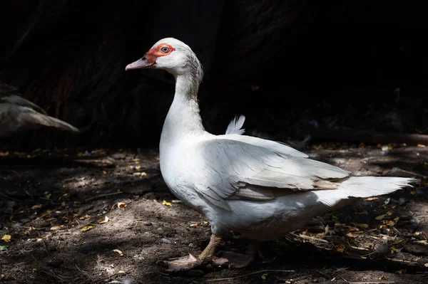 Pato Blanco Con Plumas Grasa Encuentra Perfil Una Granja Agricultura —  Fotos de Stock