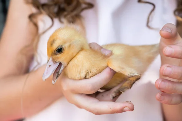 little yellow dirty duckling in the arms of a girl. petting zoo with birds. child and agriculture