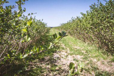 Bir alanda büyüyen Aronia (chokeberries)