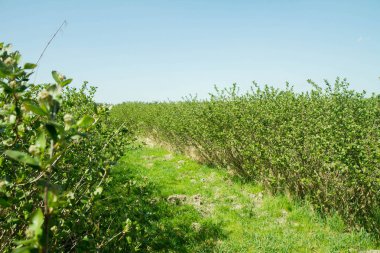 Bir alanda büyüyen Aronia (chokeberries)