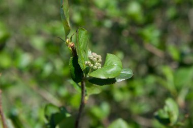Bir alanda büyüyen Aronia (chokeberries)