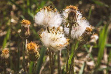 Çayırdaki karahindibalar