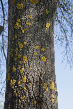 Ağaç kabuğu içinde yakın çekim