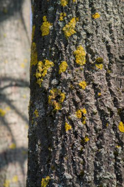 Ağaç kabuğu içinde yakın çekim