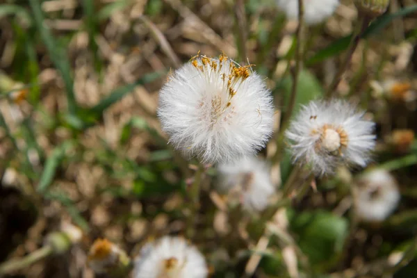 Çayırdaki karahindibalar