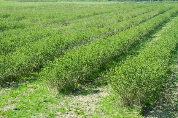 Aronia Chokeberries Che Cresce Campo — Foto Stock